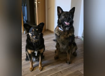 Lenia - treue Schäferhund-Dame (wartet in 92318)