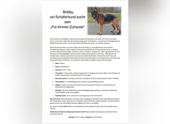 Lernwilliger und treuer Schäferhund (6 J.) sucht nach Schicksalsschlag neues Zuhause