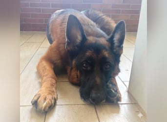 Lernwilliger und treuer Schäferhund (6 J.) sucht nach Schicksalsschlag neues Zuhause