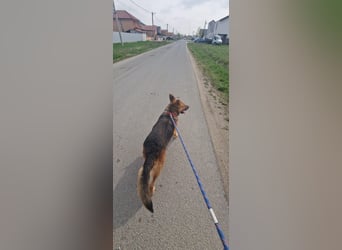 Luna sucht eine Pflege- oder Endstelle