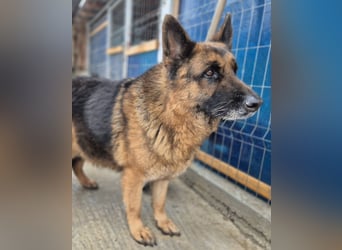 Schäferhund 080935 sucht sein Zuhause