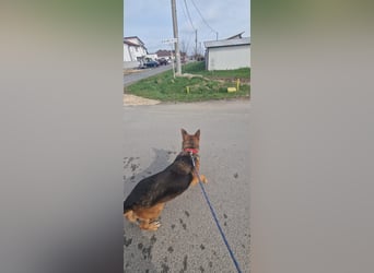 Luna sucht eine Pflege- oder Endstelle