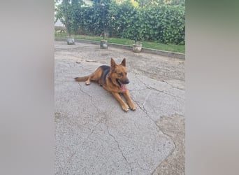 Luna sucht eine Pflege- oder Endstelle