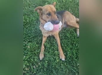 Luna sucht eine Pflege- oder Endstelle
