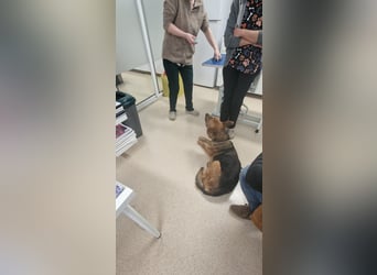 Luna sucht eine Pflege- oder Endstelle