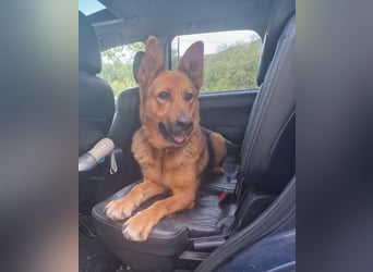 Luna sucht eine Pflege- oder Endstelle
