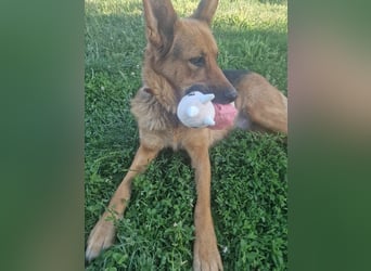 Luna sucht eine Pflege- oder Endstelle