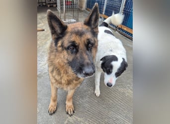 Schäferhund 080935 sucht sein Zuhause