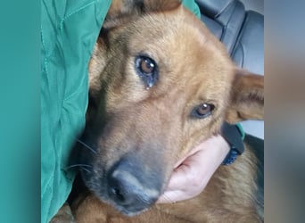 Luna sucht eine Pflege- oder Endstelle