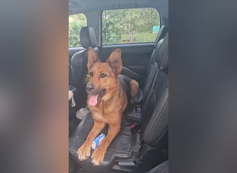 Luna sucht eine Pflege- oder Endstelle