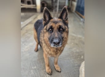 Schäferhund 080935 sucht sein Zuhause