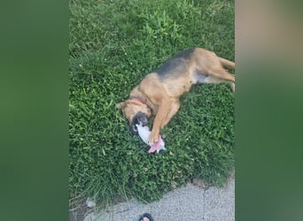 Luna sucht eine Pflege- oder Endstelle