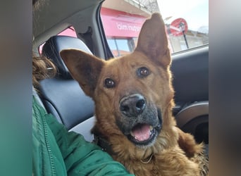 Luna sucht eine Pflege- oder Endstelle