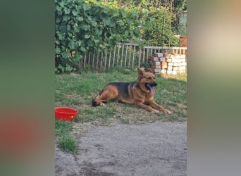 Luna sucht eine Pflege- oder Endstelle
