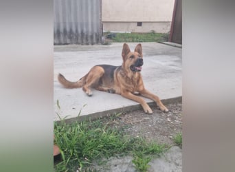 Luna sucht eine Pflege- oder Endstelle