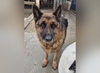 Schäferhund 080935 sucht sein Zuhause