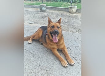 Luna sucht eine Pflege- oder Endstelle