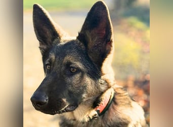 Aila - ist unerfahren