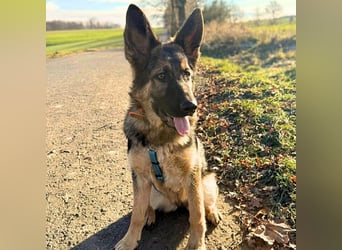 Aila - ist unerfahren