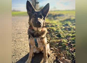 Aila - ist unerfahren