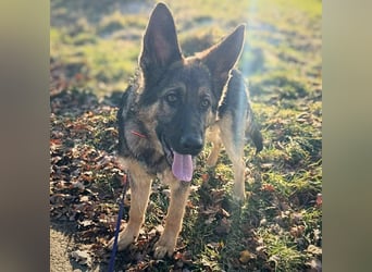 Aila - ist unerfahren