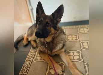 Aila - ist unerfahren