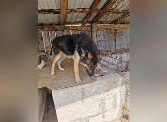 Lucky - Schäferhund mit blauem Auge