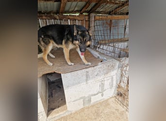 Lucky - Schäferhund mit blauem Auge