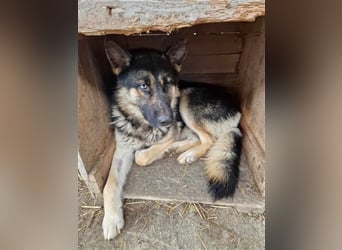 Lucky - Schäferhund mit blauem Auge