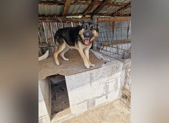 Lucky - Schäferhund mit blauem Auge