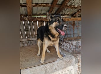 Lucky - Schäferhund mit blauem Auge