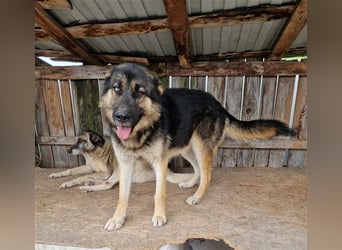 Lucky - Schäferhund mit blauem Auge