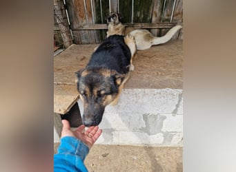 Lucky - Schäferhund mit blauem Auge