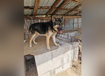 Lucky - Schäferhund mit blauem Auge