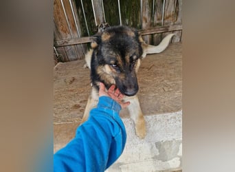 Lucky - Schäferhund mit blauem Auge