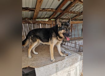 Lucky - Schäferhund mit blauem Auge