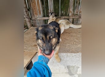 Lucky - Schäferhund mit blauem Auge