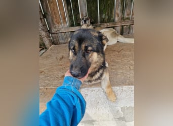 Lucky - Schäferhund mit blauem Auge