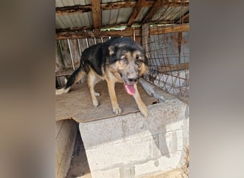 Lucky - Schäferhund mit blauem Auge