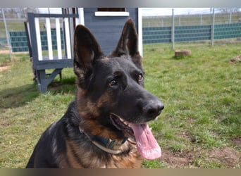 Bronko sucht erfahrenen Halter