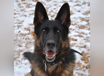 Bronko sucht erfahrenen Halter