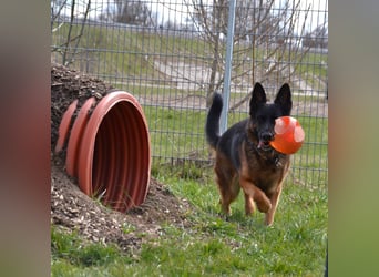 Bronko sucht erfahrenen Halter