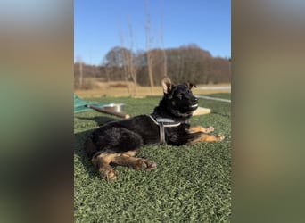 Deutscher Schäferhund / Junghund 7 Monate / DDR-Blutlinie / rote SV/VDH Papiere