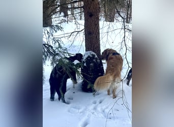 Deutscher Schäferhund / Junghund 7 Monate / DDR-Blutlinie / rote SV/VDH Papiere