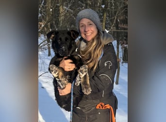 Deutscher Schäferhund / Junghund 7 Monate / DDR-Blutlinie / rote SV/VDH Papiere