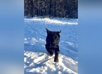 Deutscher Schäferhund / Junghund 7 Monate / DDR-Blutlinie / rote SV/VDH Papiere