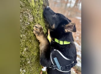 Deutscher Schäferhund / Junghund 7 Monate / DDR-Blutlinie / rote SV/VDH Papiere