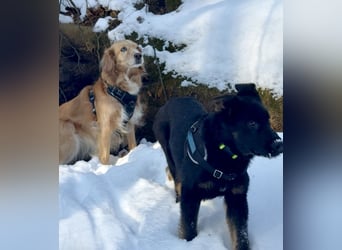 Deutscher Schäferhund / Junghund 7 Monate / DDR-Blutlinie / rote SV/VDH Papiere