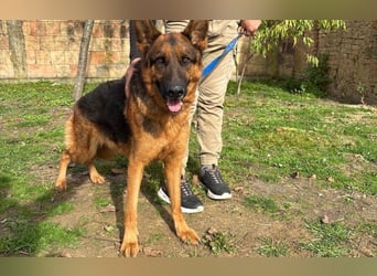 liebevoller Schäferhund Magnum