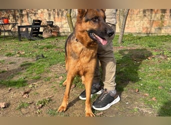 liebevoller Schäferhund Magnum